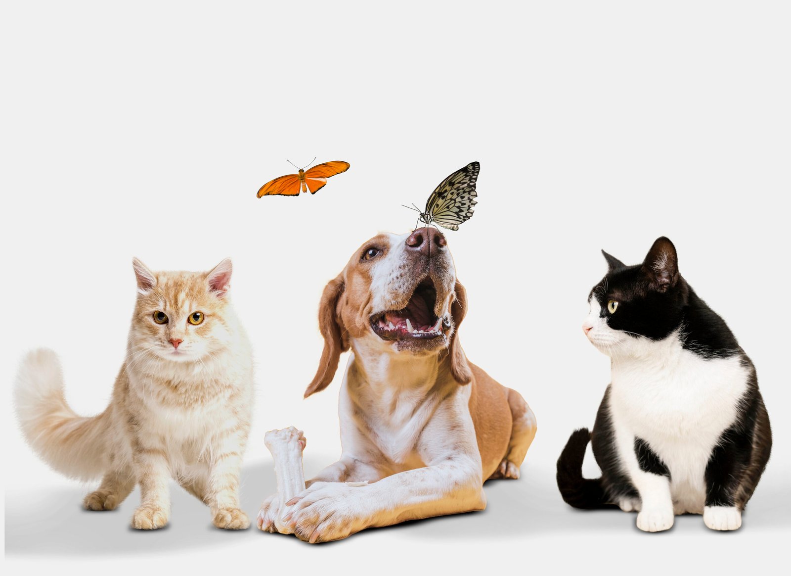 Everything Your Pet Needs, All in One Place