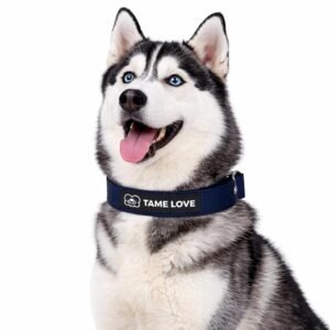 Soft Padded Adjustable Comfortable Nylon Dog Collar Hover Image