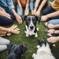 Because Every Pet Deserves a Little More Love.